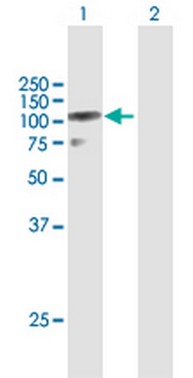 DZIP1L Antibody in Western Blot (WB)