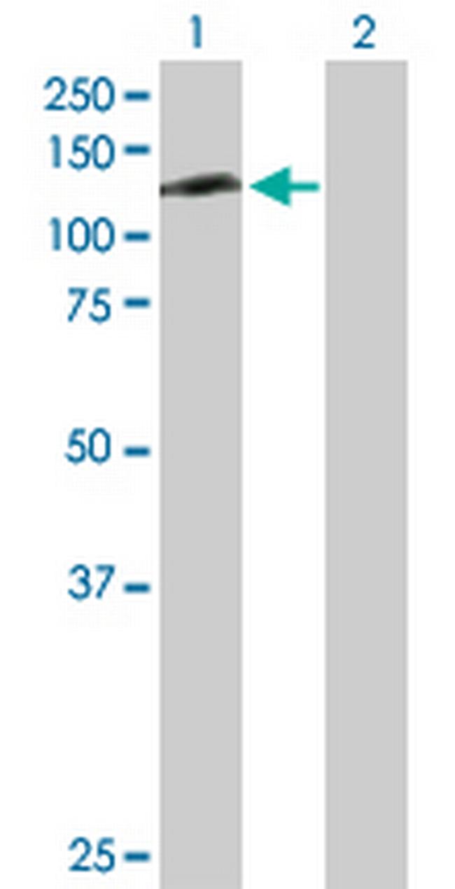 RFXDC1 Antibody in Western Blot (WB)