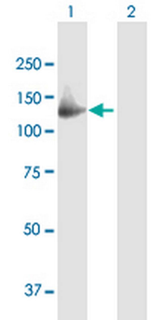 GAS2L2 Antibody in Western Blot (WB)