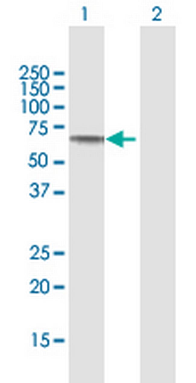 SLC39A5 Antibody in Western Blot (WB)