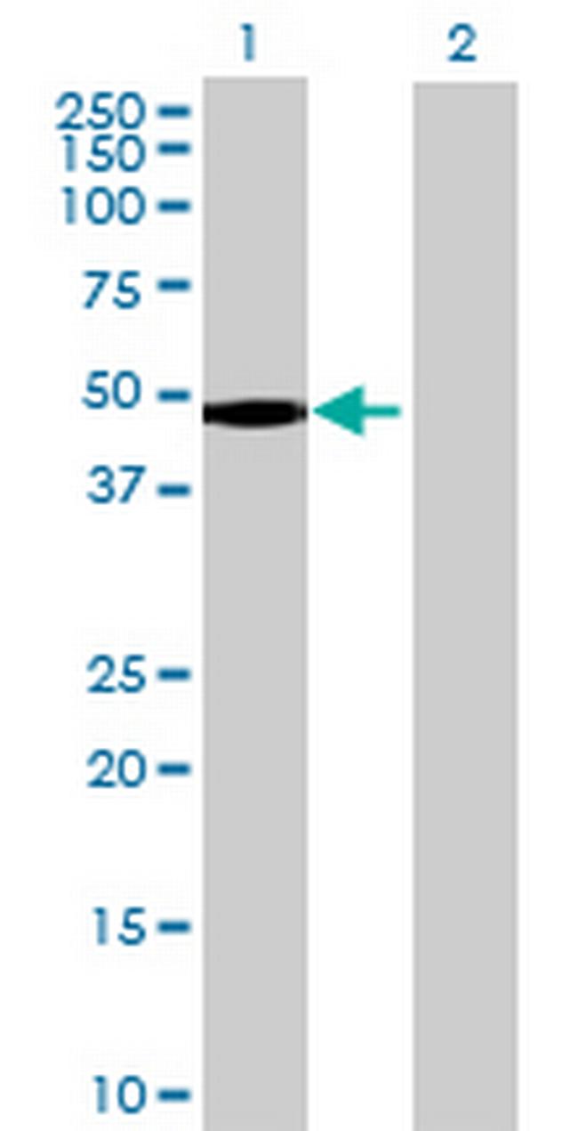 FAM80A Antibody in Western Blot (WB)