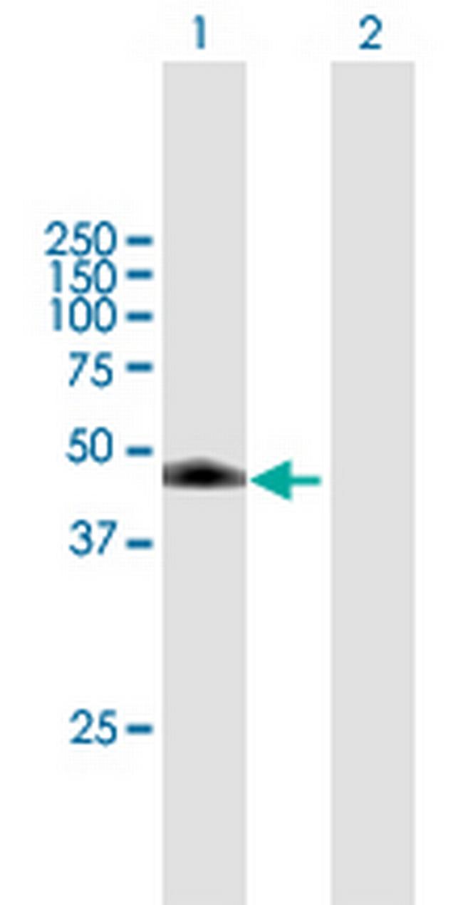 DDI1 Antibody in Western Blot (WB)