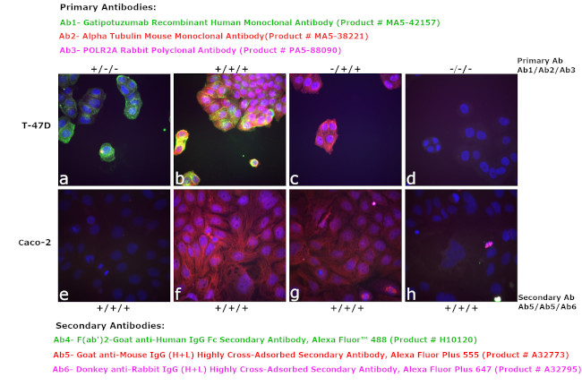 F(ab')2-Goat anti-Human IgG Fc Secondary Antibody, Alexa Fluor™ 488