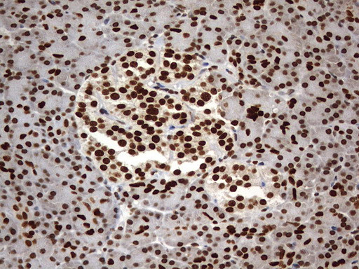 H2AFY2 Antibody in Immunohistochemistry (Paraffin) (IHC (P))