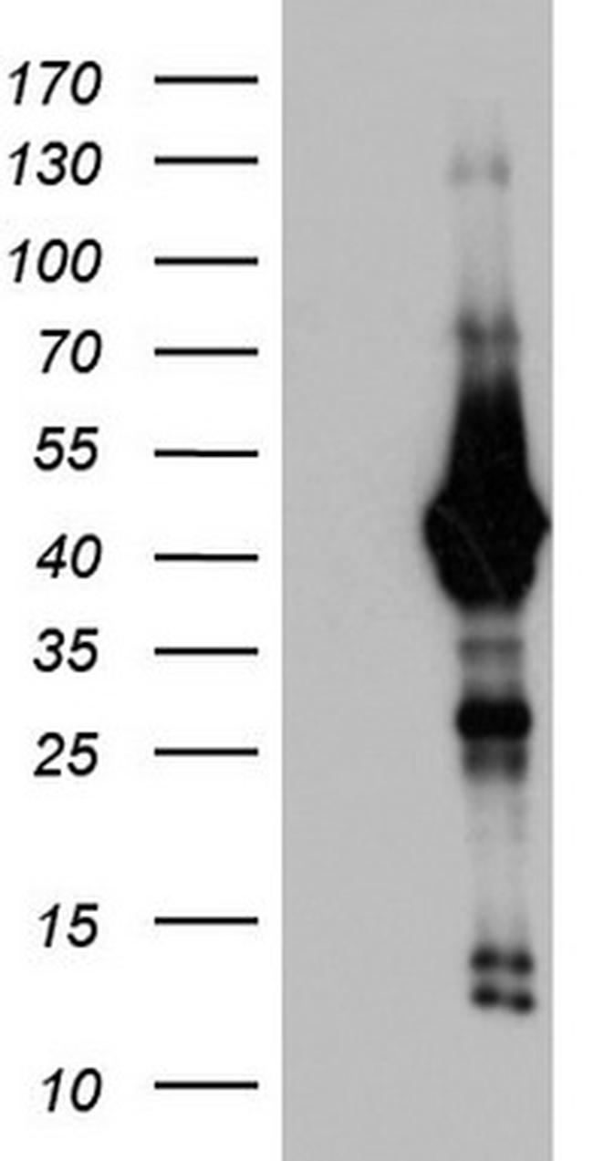 H2AFY2 Antibody in Western Blot (WB)