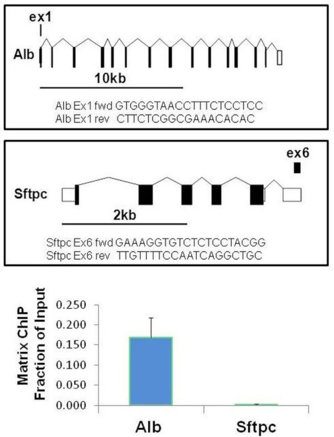 H3K9me2S10phK27me2S28ph Antibody in ChIP Assay (ChIP)