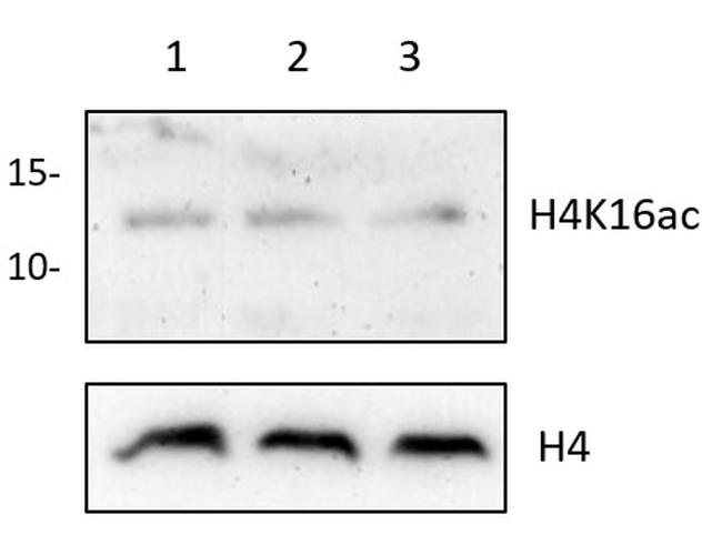 H4K16ac Antibody in Western Blot (WB)