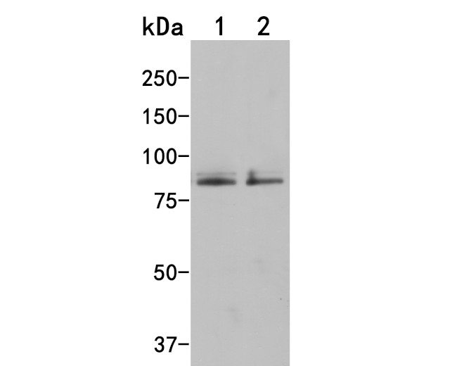 ENAH Antibody in Western Blot (WB)