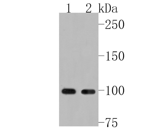 MCK10 Antibody in Western Blot (WB)