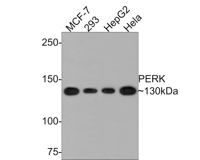 PERK Antibody in Western Blot (WB)