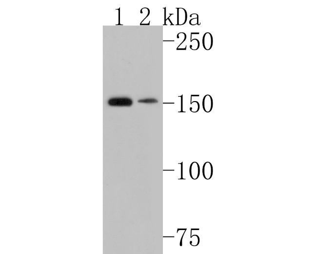 LAMB3 Antibody in Western Blot (WB)