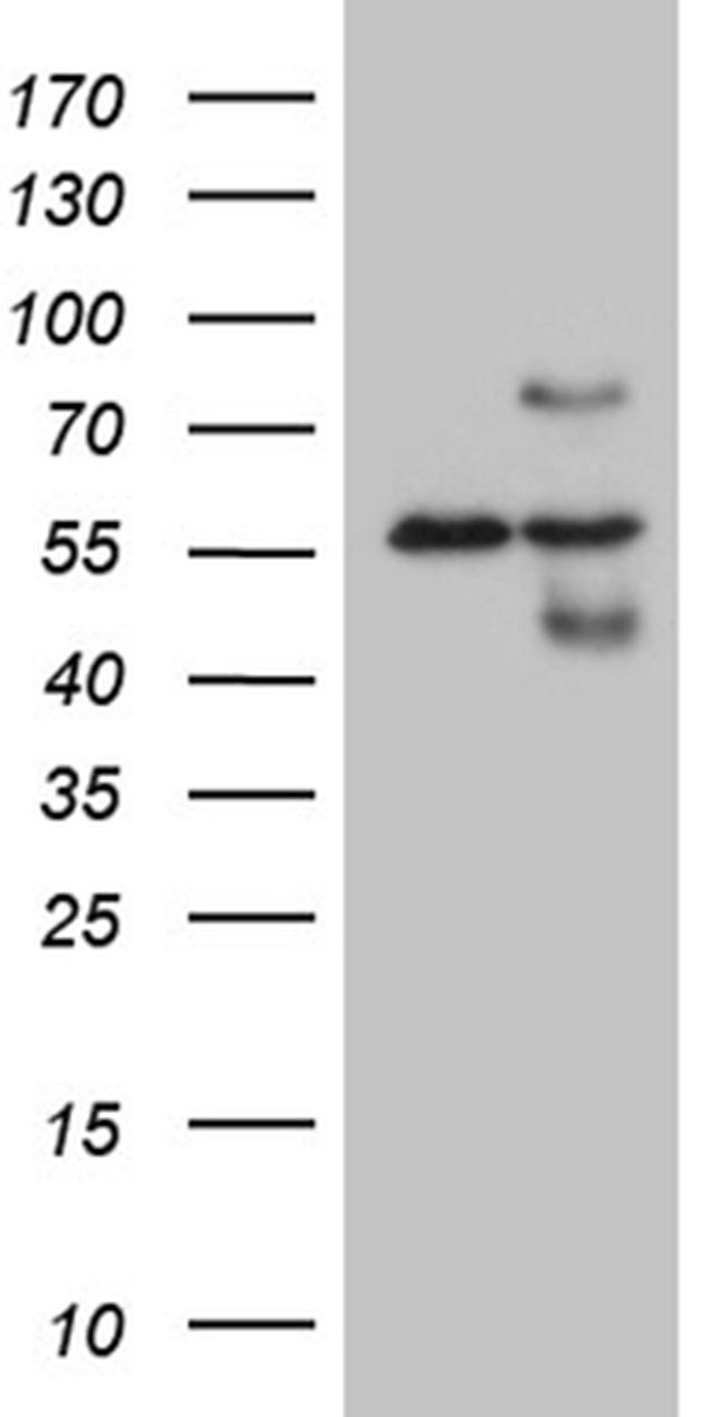 HABP2 Antibody in Western Blot (WB)