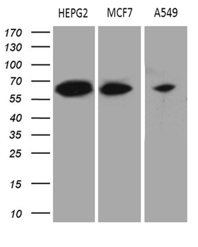 HABP2 Antibody in Western Blot (WB)