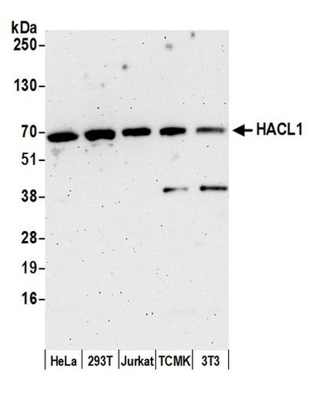 HACL1 Antibody in Western Blot (WB)