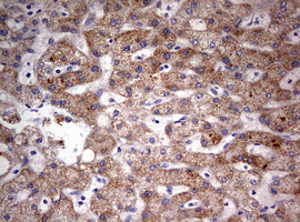 HADH Antibody in Immunohistochemistry (Paraffin) (IHC (P))