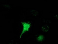 HAGHL Antibody in Immunocytochemistry (ICC/IF)