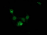 HAGHL Antibody in Immunocytochemistry (ICC/IF)