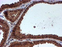 HARS2 Antibody in Immunohistochemistry (Paraffin) (IHC (P))