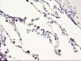 HARS2 Antibody in Immunohistochemistry (Paraffin) (IHC (P))