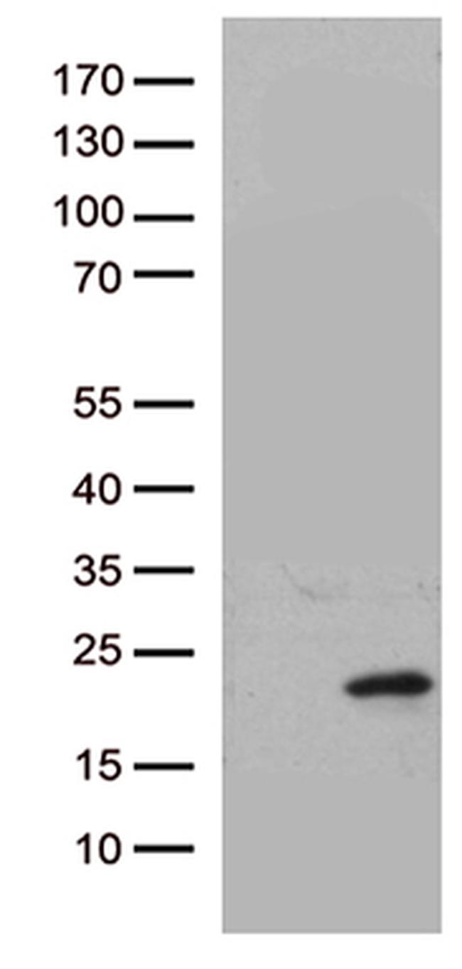 HBEGF Antibody in Western Blot (WB)