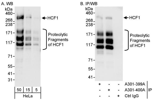 HCF1 Antibody in Western Blot (WB)