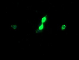 HCFC2 Antibody in Immunocytochemistry (ICC/IF)