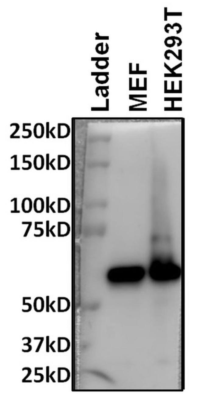 HDAC1 Antibody in Western Blot (WB)