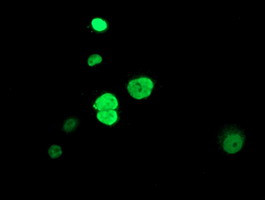 HDAC1 Antibody in Immunocytochemistry (ICC/IF)