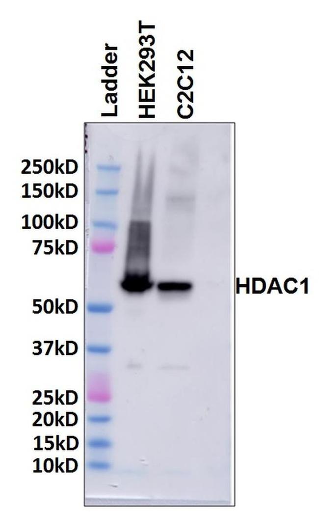 HDAC1 Antibody in Western Blot (WB)