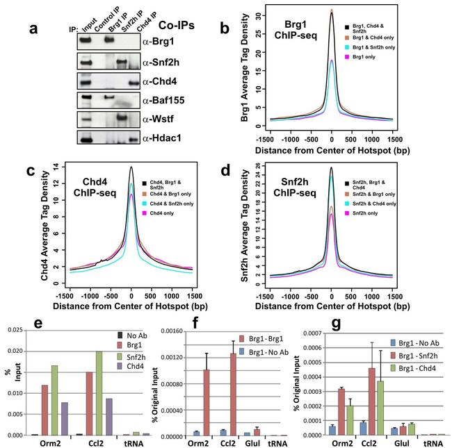 HDAC1 Antibody in Western Blot (WB)