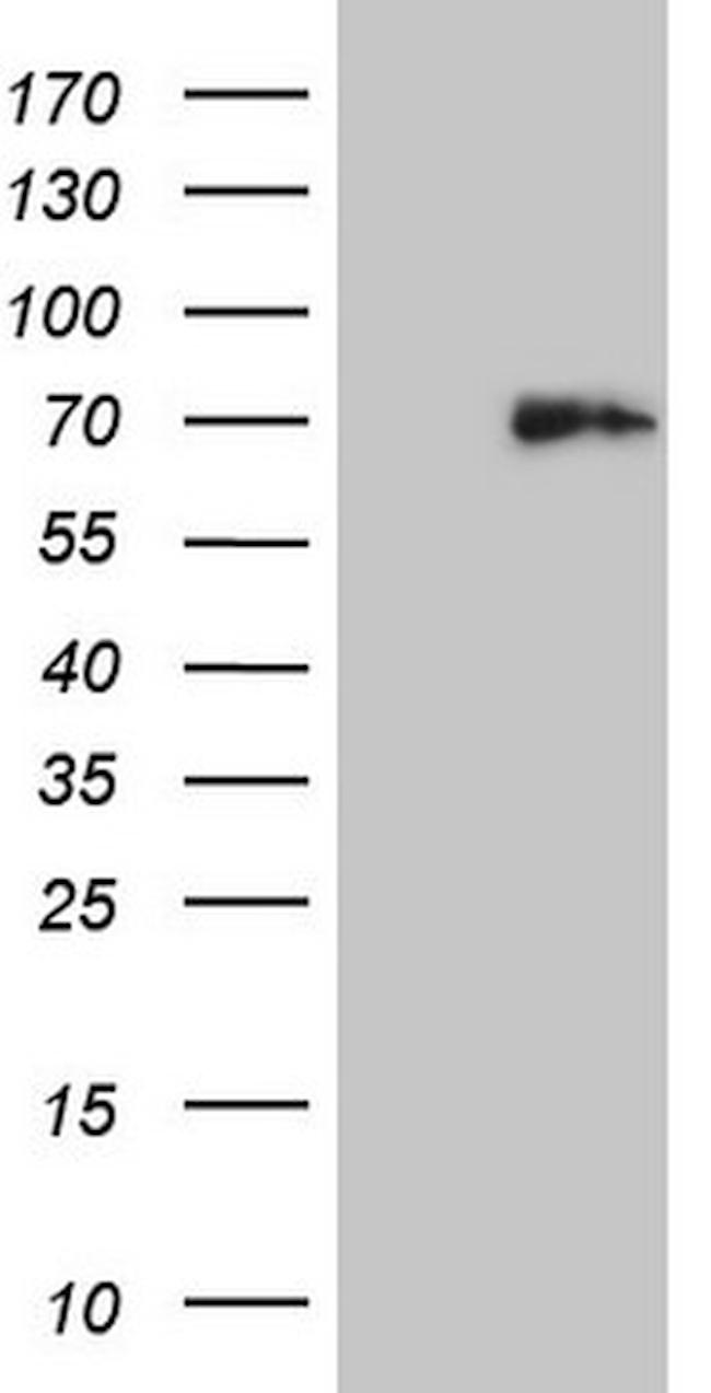 HDAC2 Antibody in Western Blot (WB)