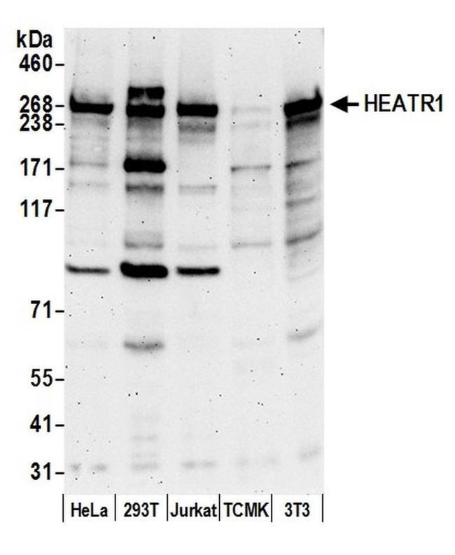 HEATR1/BAP28 Antibody in Western Blot (WB)