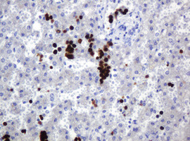 HEMGN Antibody in Immunohistochemistry (Paraffin) (IHC (P))