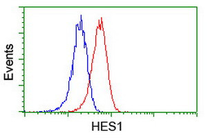 HES1 Antibody in Flow Cytometry (Flow)