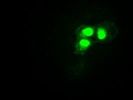 HES1 Antibody in Immunocytochemistry (ICC/IF)