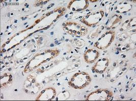 HES1 Antibody in Immunohistochemistry (Paraffin) (IHC (P))