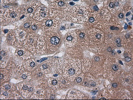 HES1 Antibody in Immunohistochemistry (Paraffin) (IHC (P))