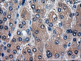 HES1 Antibody in Immunohistochemistry (Paraffin) (IHC (P))