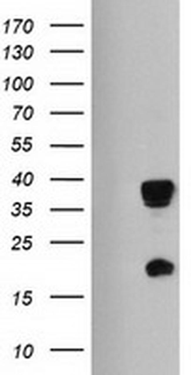 HES1 Antibody in Western Blot (WB)