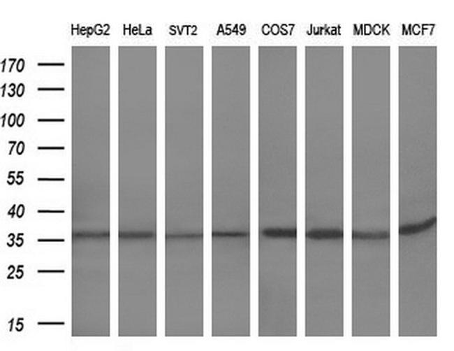 HES1 Antibody in Western Blot (WB)