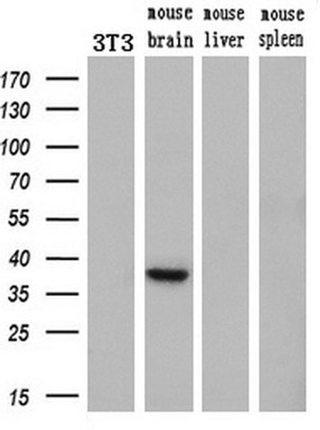 HES1 Antibody in Western Blot (WB)