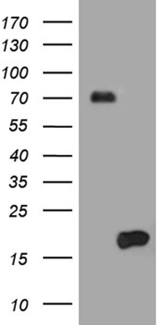 HES5 Antibody in Western Blot (WB)