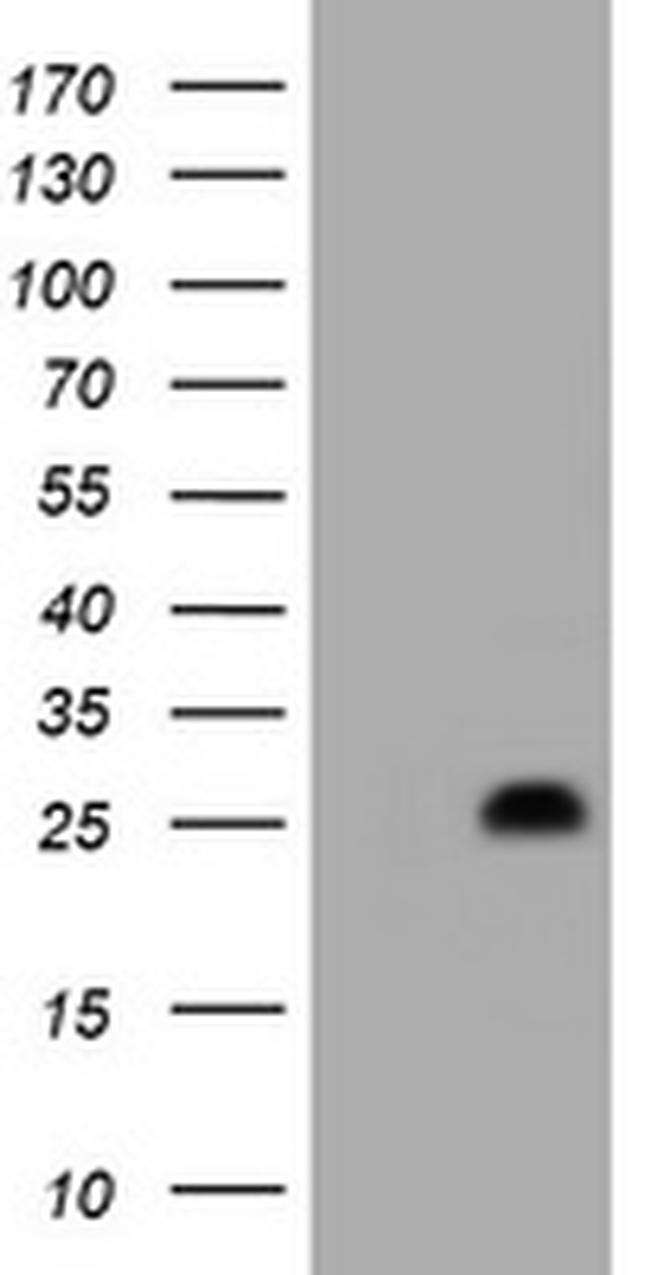 HES6 Antibody in Western Blot (WB)