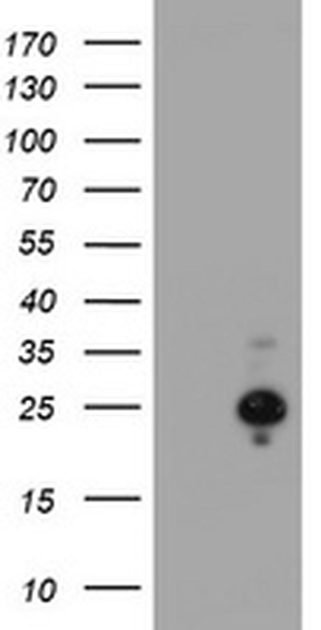 HES6 Antibody in Western Blot (WB)