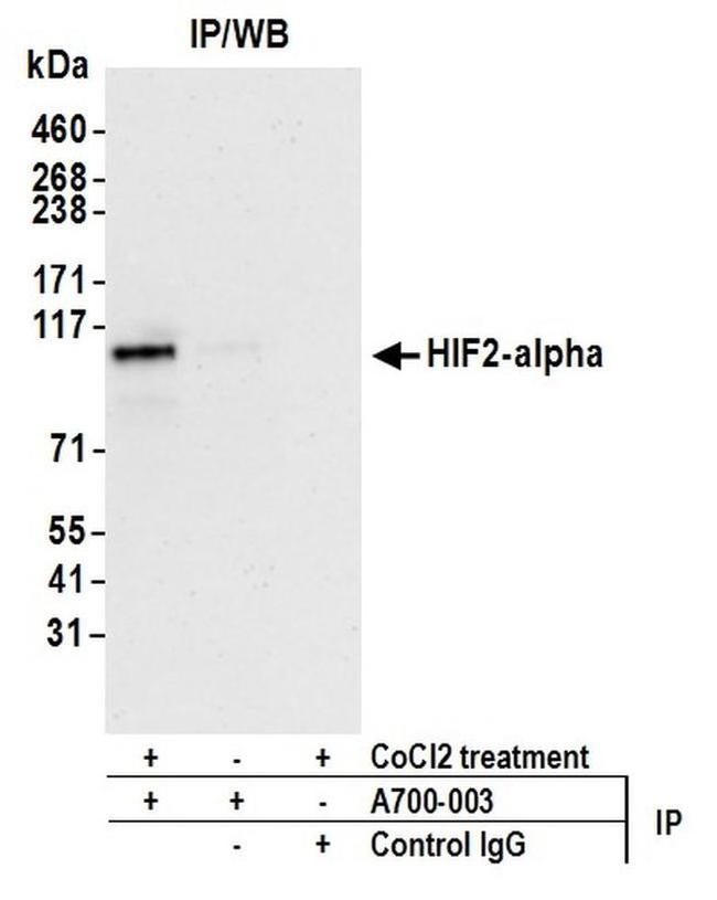 HIF2-alpha Antibody in Western Blot (WB)