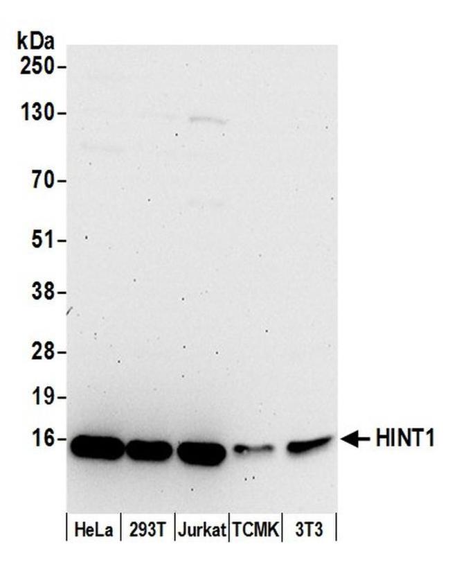 HINT1 Antibody in Western Blot (WB)