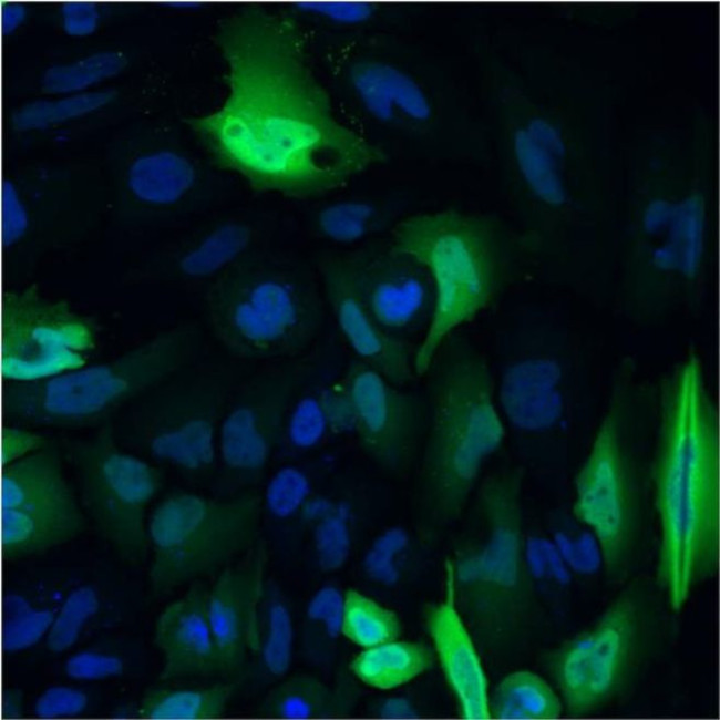 6x-His Tag Antibody in Immunocytochemistry (ICC/IF)