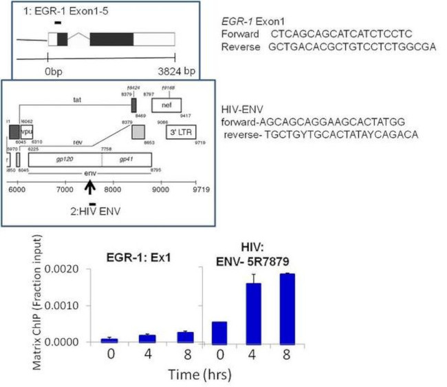 HIV1 Tat Antibody in ChIP Assay (ChIP)