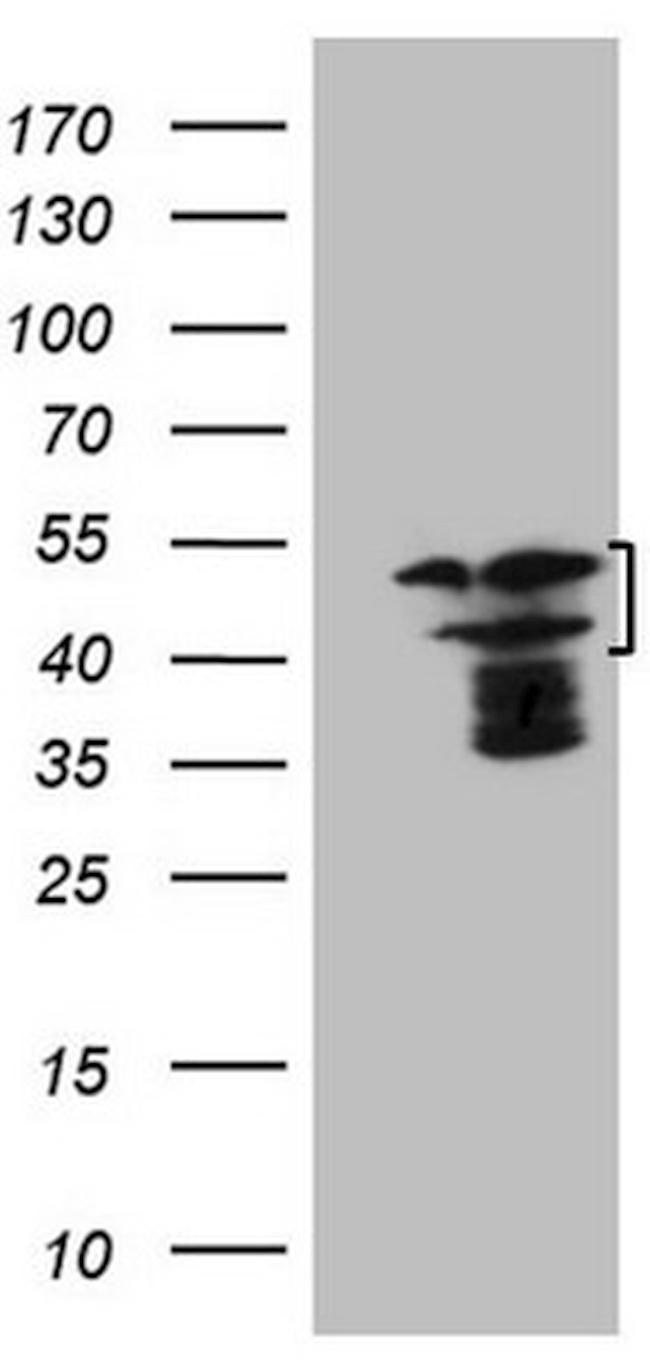 HMG20A Monoclonal Antibody (OTI2H4) (CF807042)