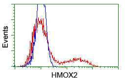 HMOX2 Antibody in Flow Cytometry (Flow)